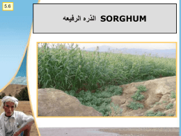 sorghum الذره الرفيعه