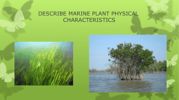 ch 5 marine plant ppt - John Dewey HS Marine Science