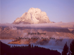 The Alpine