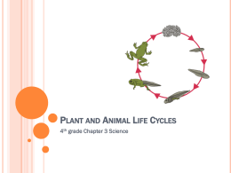Plant and Animal Life Cycles - Spring