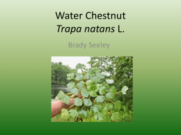 Water Chestnut Trapa natans L.