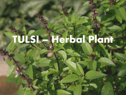 TULSI - Herbal Plantx