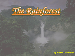 By Niamh Doverman The Rainforest