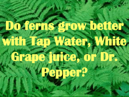 Do ferns grow better with Tap Water, Apple Juice, or Dr. Pepper?