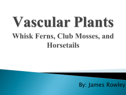 Vascular Plants Whisk Ferns, Club Mosses, and Horsetails