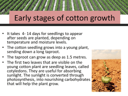 stages-of-cotton-growth-heather