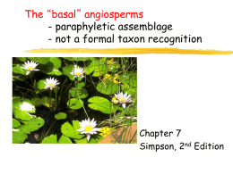Ch 7 Basal Angiosperms