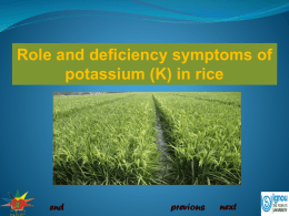 Role and deficiency symptoms of Potassium in Rice_0
