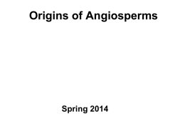 Angiosperm Origins - Iowa State University