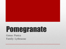 pomegranatex