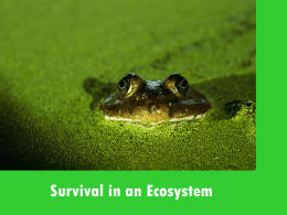 Survival in an Ecosystem