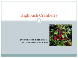 Highbush Cranberryx