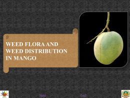 weed flora and weed distribution in mango