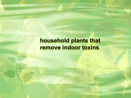 household plants that remove indoor toxins