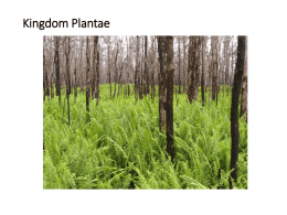 Plant Kingdom Notes
