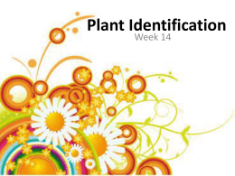 Plant id week 14 slides Plant Identification_14