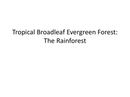 Tropical Broadleaf Evergreen Forest: The Rainforest