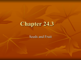 Seeds and Fruitm