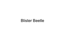 Blister Beetle1