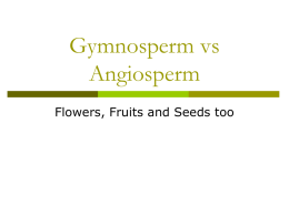 Gymnosperm vs Angiosperm