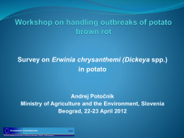 Survey on Erwinia chrysanthemi Dickeya spp.