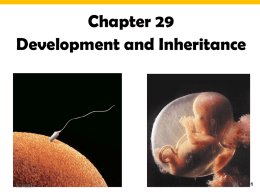 Ch 29 Student_ Severely shortened Development lecture Fall 16