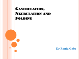 5Gastrulation, Neurulation and Folding