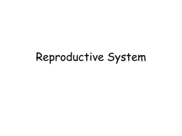 Reproductive System: Chapter 27