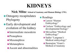 DEVELOPMENT of the URINARY SYSTEM