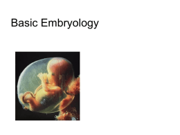 Basic embryology - University of Baghdad
