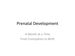 Prenatal Development - Scott County Schools