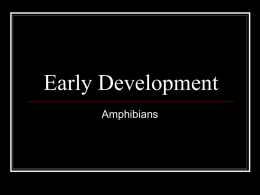 Early Development of Amphibians