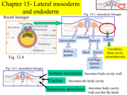 Chapter 15- Lateral mesoderm and endoderm