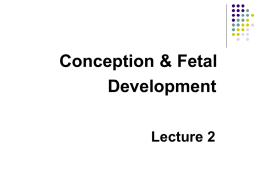 Conception-Fetal dev 2 student version