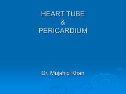 11 Heart Tube & Peri..