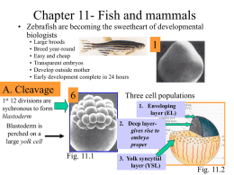 Chapter 10- Amphibians