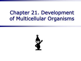 Chapter 20. Development of Multicellular Organisms