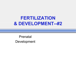 Fertilization Notes #2