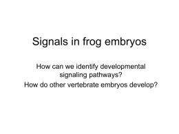 March 22 – signals in frog embryos