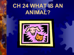CH 25: WHAT IS AN ANIMAL?