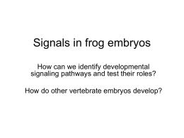 March 22 – signals in frog embryos
