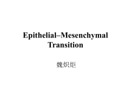 Epithelial–Mesenchymal Transition