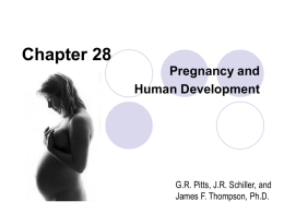 Chapter 28 Pregnancy and Development
