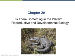 Chapter 20: Reproductive and Developmental Biology