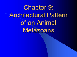 Chapter 10: Architectural Pattern of an Animal