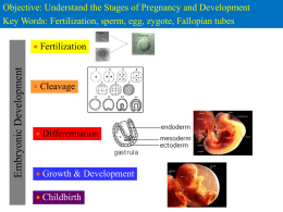 Embryonic Development Powerpoint