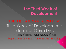 The Third Week of Development The Trilaminar Germ Disc