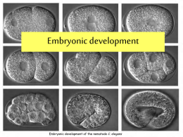 Embryonic development