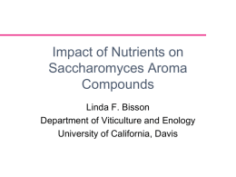 Impact of Nutrients on Saccharomyces Aroma Compounds