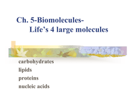 Ch. 5-Biomolecules- Life`s 4 large molecules